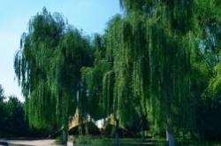 內(nèi)蒙古赤峰吉泰物業(yè)電話號碼