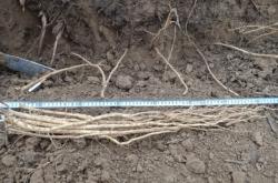 赤峰出售黃芪苗電話號碼是多少