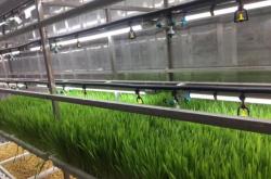 赤峰水培牧草供應商電話號碼