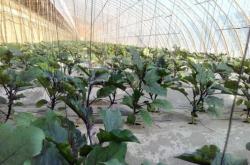 寧城蔬菜赤峰專賣店電話號(hào)碼