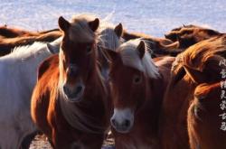 赤峰市馬占強診所電話號碼