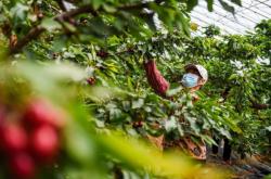 赤峰寧成草莓采摘園電話號碼