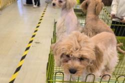 赤峰寵物招學(xué)徒電話號碼查詢