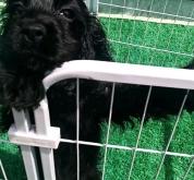 赤峰狗子聚會(huì)地址電話號(hào)碼