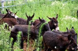 赤峰最大養(yǎng)驢基地電話號碼