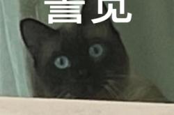 赤峰抓流浪貓領(lǐng)養(yǎng)電話號碼