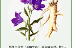 赤峰牛營(yíng)子桔梗最新價(jià)格