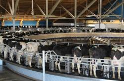 赤峰母牛飼料廠家地址電話號碼