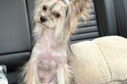 赤峰哪里賣(mài)寵物