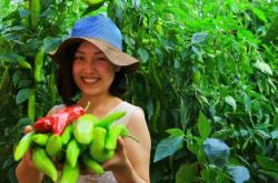 赤峰甜椒代收電話號碼查詢