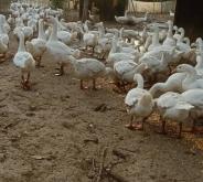 赤峰自家大鵝電話號(hào)碼多少