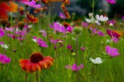 赤峰邂逅花坊鮮花店電話號(hào)碼