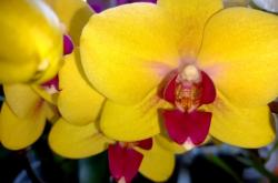 赤峰蝴蝶蘭廠家電話地址查詢