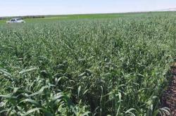 赤峰收購李子的電話號碼是多少