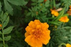 葉柏壽至赤峰客車