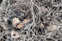 赤峰蒼術(shù)價(jià)格