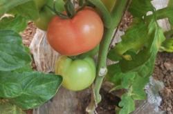 赤峰喀喇沁旗干雞糞廠電話多少