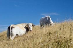 赤峰出售母牛電話地址是多少號