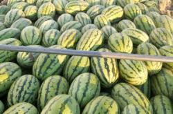 赤峰收西瓜老板電話是多少號(hào)