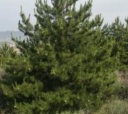 赤峰油松苗基地批發(fā)電話(huà)號(hào)碼