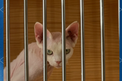 赤峰托運(yùn)寵物電話多少號(hào)碼