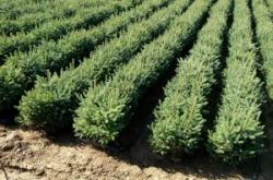 赤峰云衫樹苗基地電話號(hào)碼