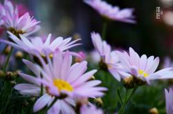 赤峰文鐘花卉市場電話號碼