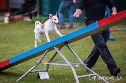 赤峰養(yǎng)狗達人基地電話號碼