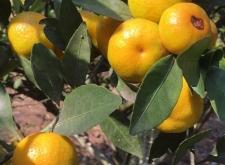 赤峰采摘橘子園電話多少號(hào)