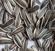 赤峰葵花種植基地電話號碼