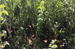 赤峰大型果樹(shù)苗基地電話(huà)號(hào)碼