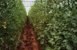 赤峰小番茄采摘基地電話號碼