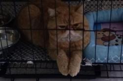 赤峰貓籠出售電話號碼查詢