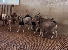 赤峰羊場(chǎng)