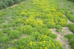 赤峰天泉花卉批發(fā)市場電話號碼