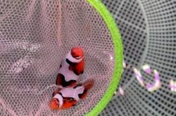 觀賞魚批發(fā)赤峰店電話地址