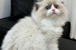 赤峰收布偶貓的電話地址是多少