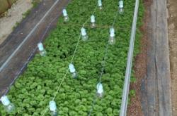 赤峰蔬菜苗育苗廠家電話號(hào)碼