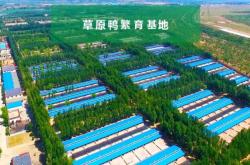 赤峰賣活鴨子電話號(hào)多少號(hào)