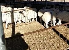 赤峰活羊養(yǎng)殖場電話號碼