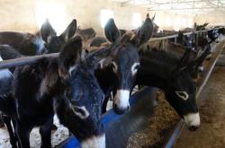 赤峰養(yǎng)驢代購店地址電話號(hào)碼