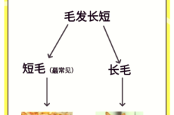 赤峰橘貓領(lǐng)養(yǎng)電話是多少號