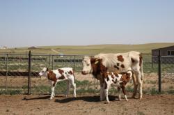 赤峰賣放羊犬的地方電話號(hào)碼