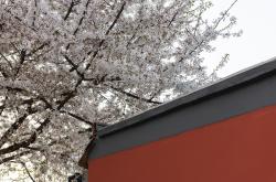 赤峰櫻花街道電話號(hào)碼查詢