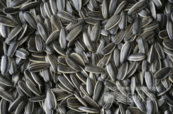 赤峰趙老漢瓜子店地址電話號碼