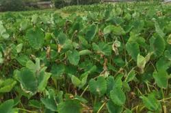 赤峰賣荔浦芋頭電話是多少號