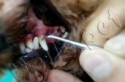 赤峰寵物樂園團(tuán)購電話地址查詢