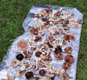 赤峰撿野鴨蛋電話號碼查詢