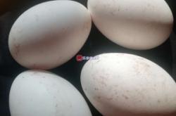 赤峰市出售鵝蛋店電話號碼