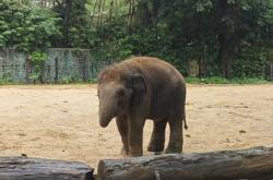 赤峰小象助手電話號碼查詢